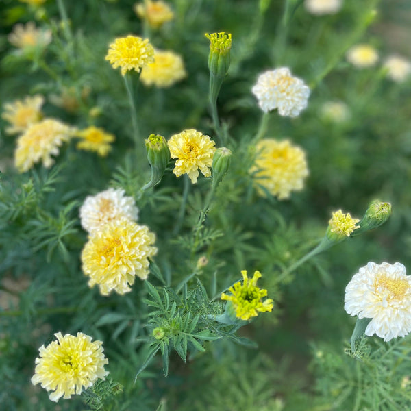 white marigold seeds Marigold, White Kilimanjaro