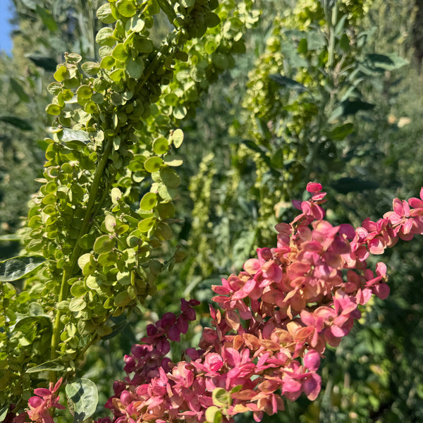 Orach, Plume Series