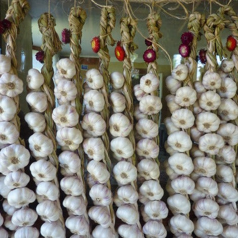 Garlic, Inchelium Red