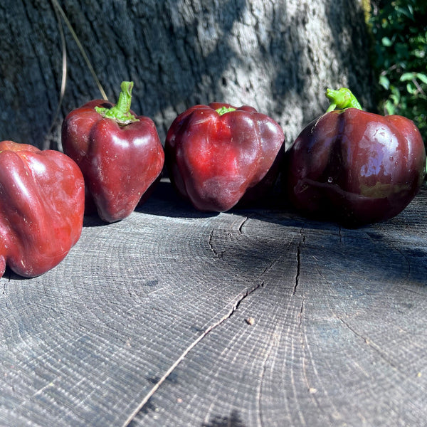 Pepper, Ingrid Chocolate Bell