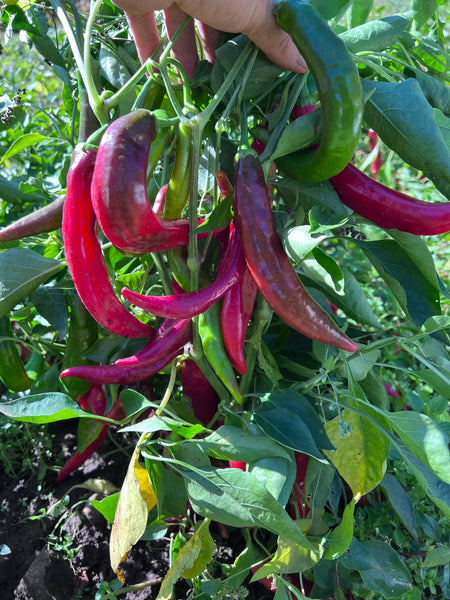 Pepper, Paprika Kalocsa