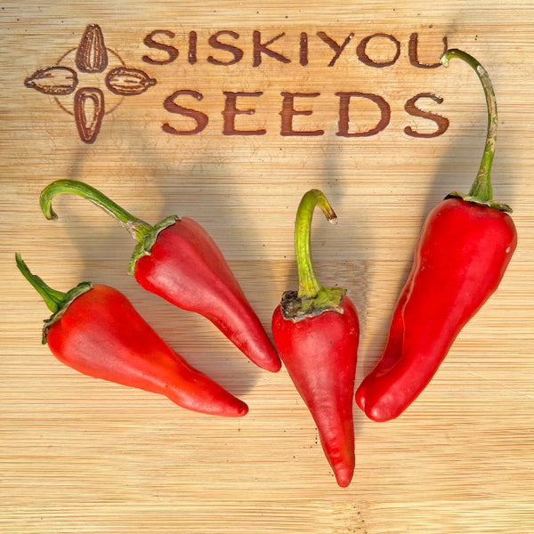 Pepper, Katishtya Candeleria