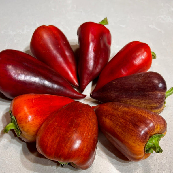 Pepper, Violet Sparkle