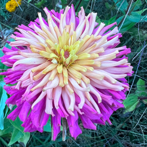 Zinnia, Tidepool Mix