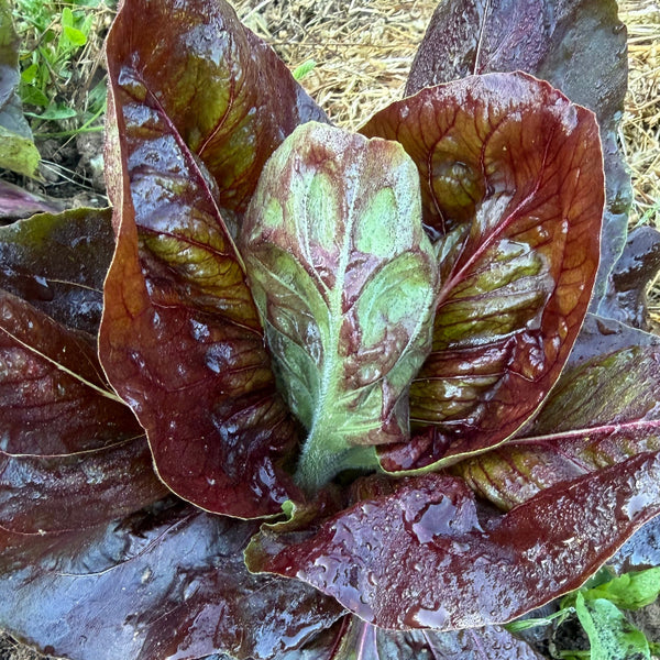 Radicchio, Sagra Mix
