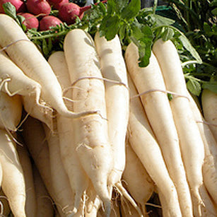 Cover Crop, Daikon