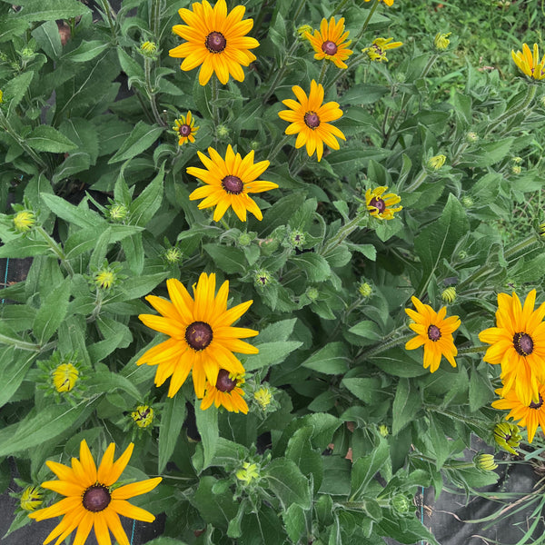 Rudbeckia, Indian Summer Mix