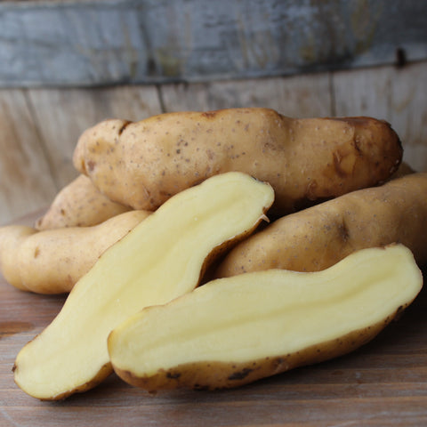 Potato, Russian Banana Heirloom Fingerling Certified Organic