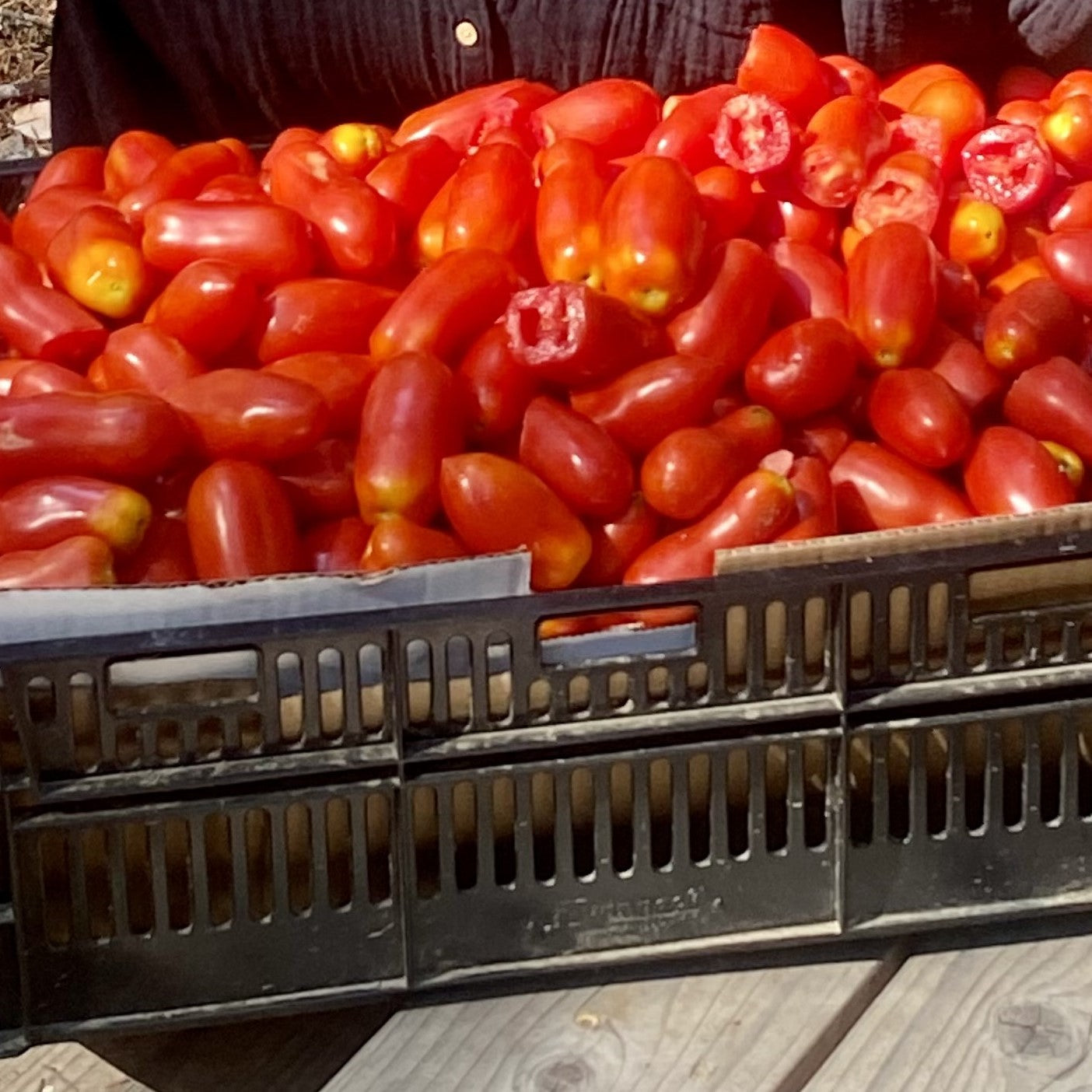 thumbnail image 2 of 30 San Marzano Tomato Seeds – Heirloom Seed Guy – 2026 Harvest – NON-GMO 2 of 4