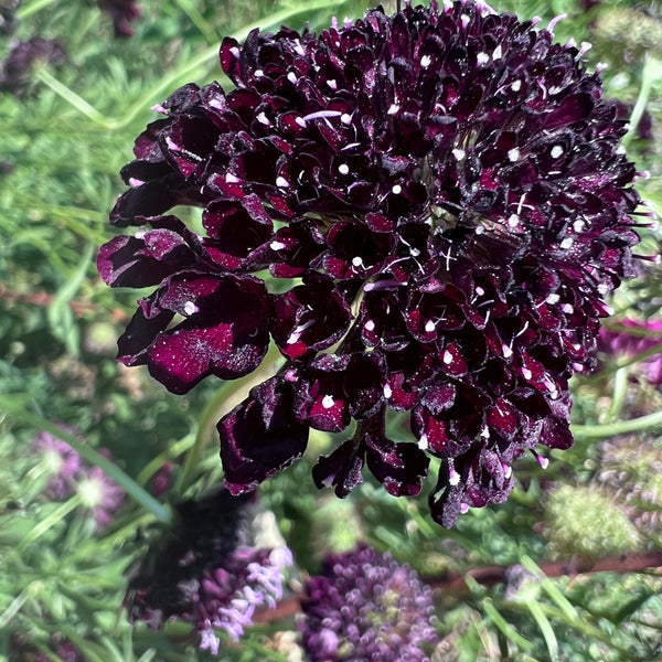 Scabiosa, Black Knight