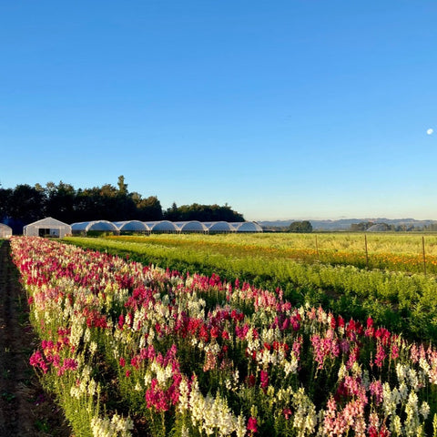 Snapdragon, Tall Mix