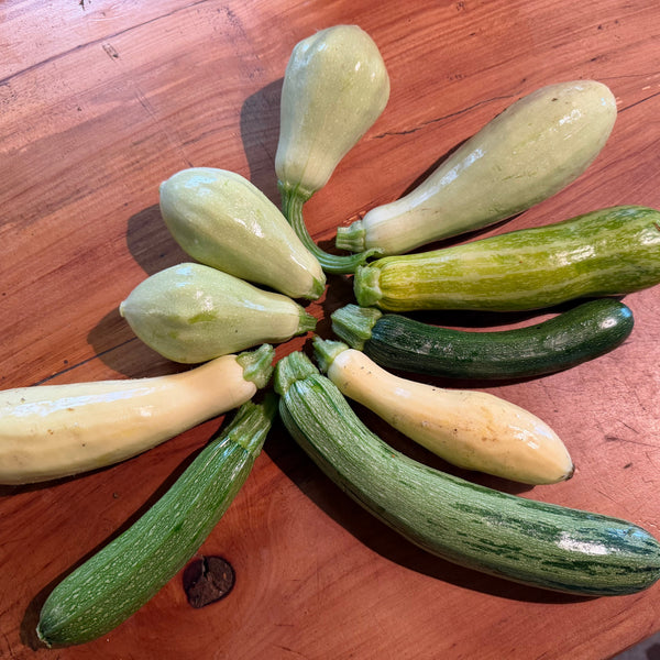 Zucchini, Compost Creature Mix