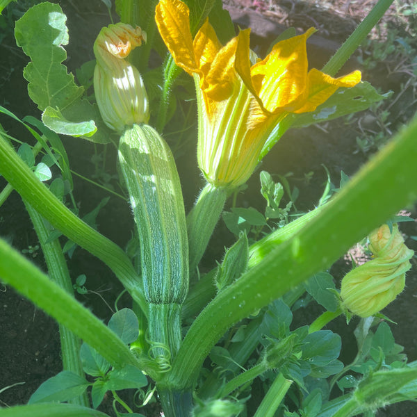 Zucchini, Compost Creature Mix