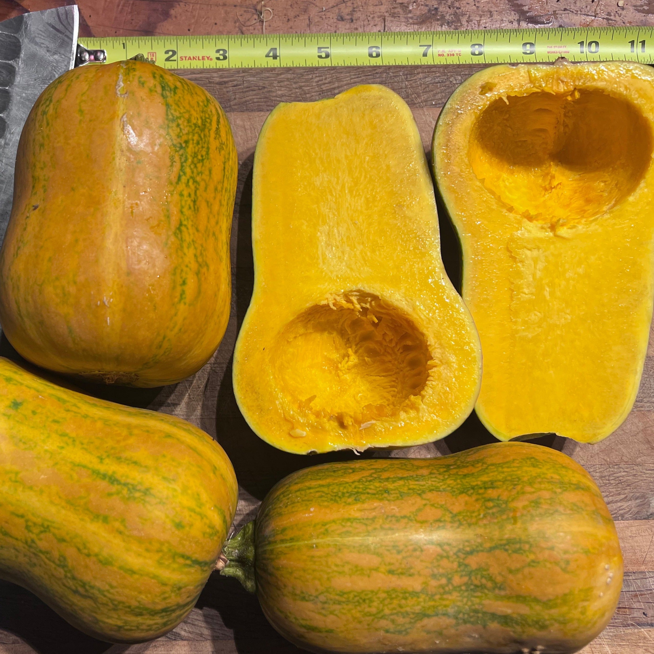 Winter Squash, Honeynut | Siskiyou Seeds