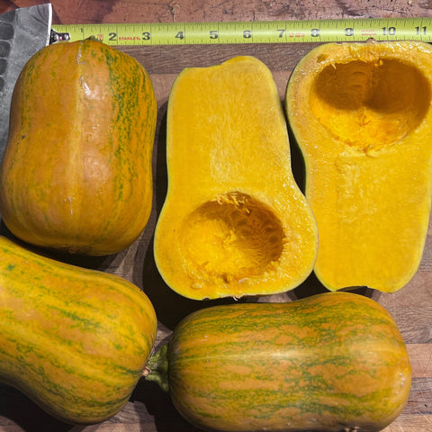 Winter Squash, Honeynut