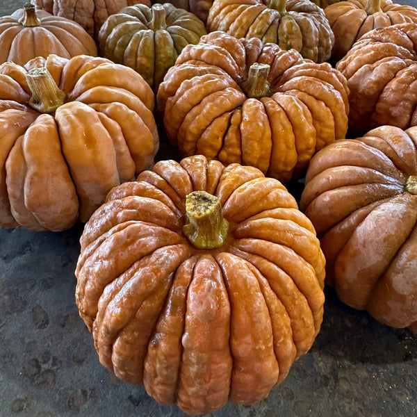 Winter Squash, Kogigu