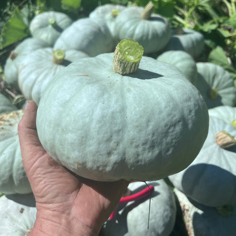 Winter Squash, Stella Blue