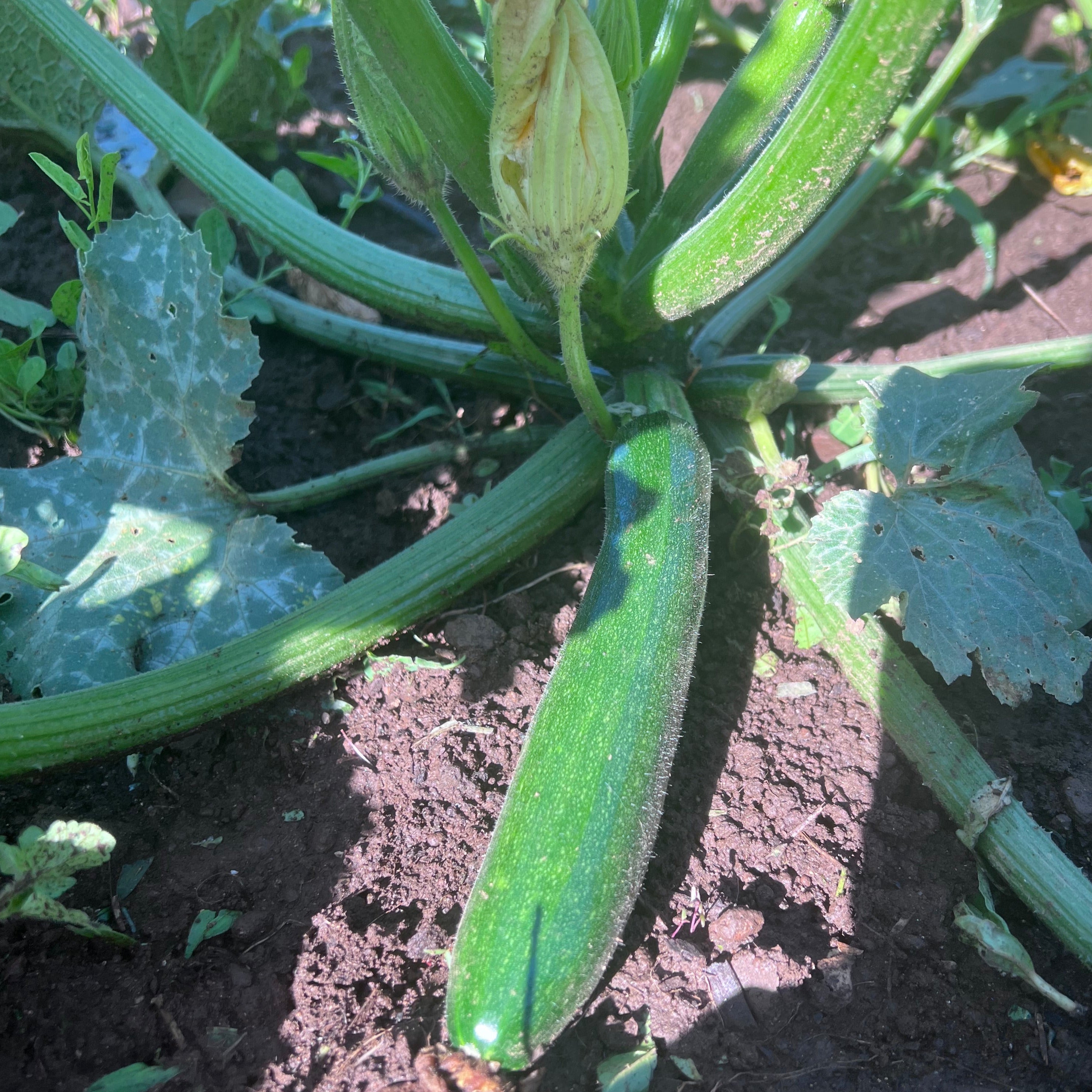 Zucchini, Compost Creature Mix Siskiyou Seeds