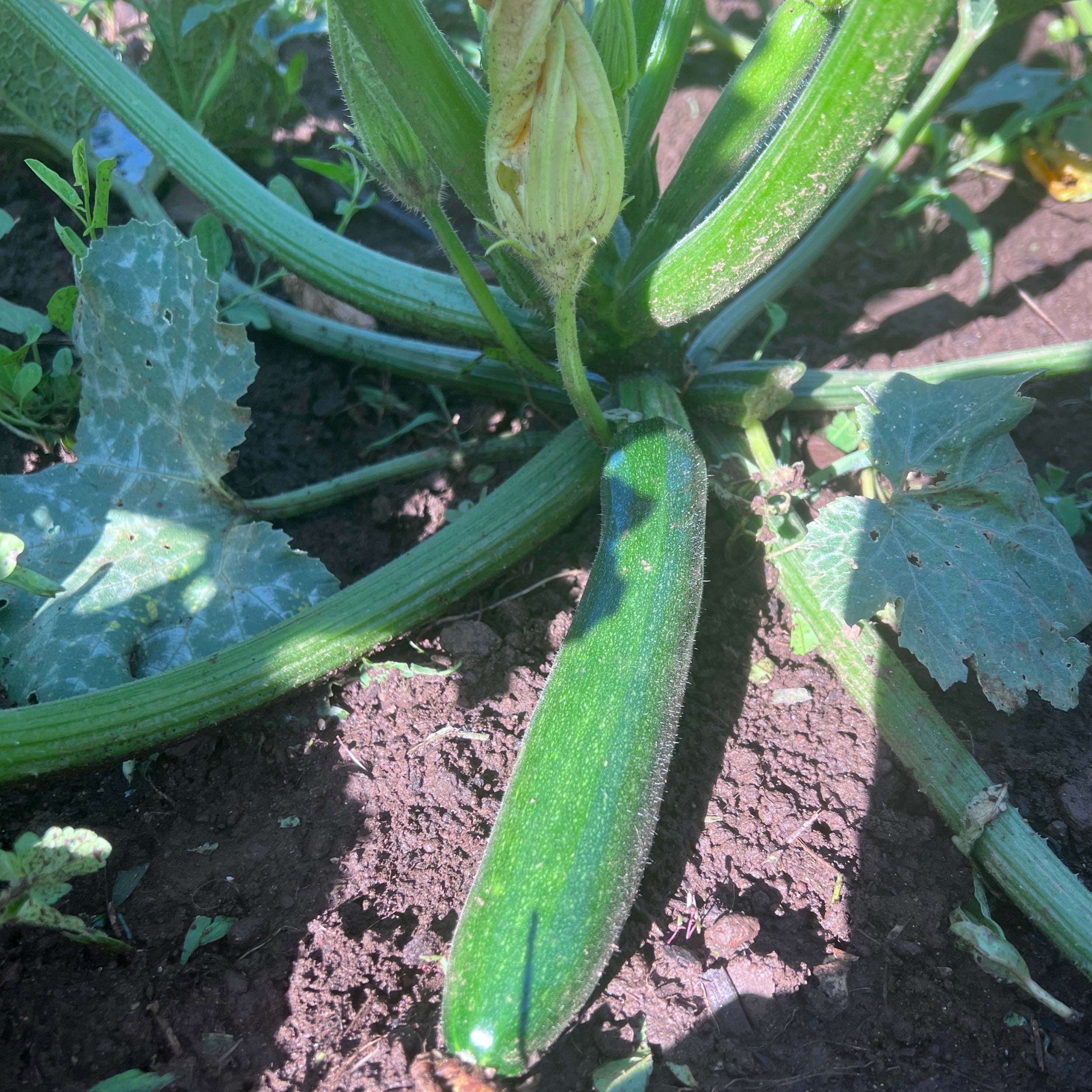 Zucchini, Dark Star Siskiyou Seeds