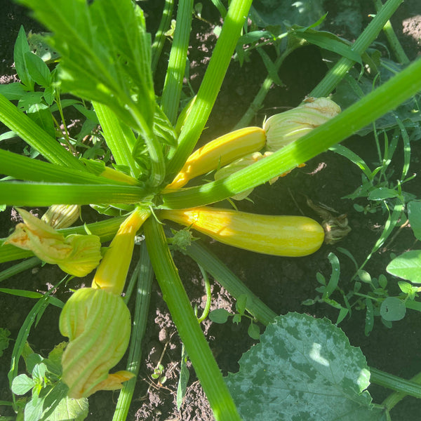 Zucchini, Compost Creature Mix