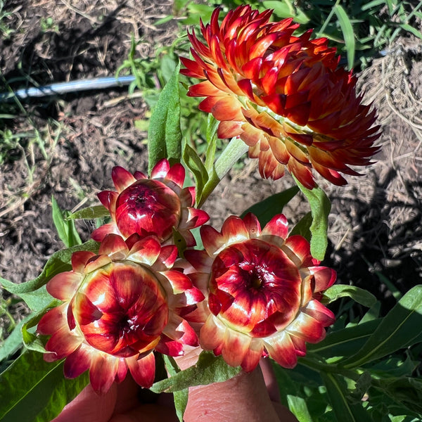 Strawflower, Copper Red