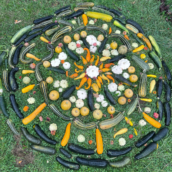 Zucchini, Compost Creature Mix