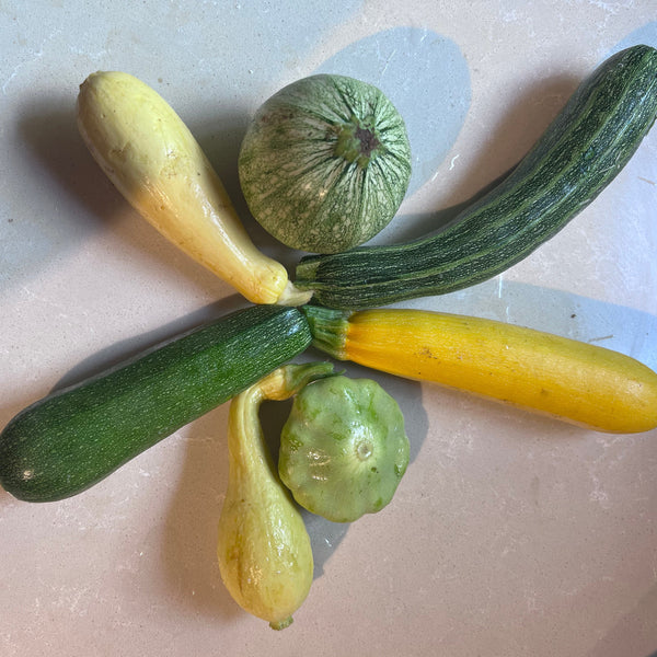 Zucchini, Compost Creature Mix