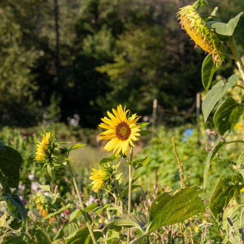 Sunflower, Mammoth Russian