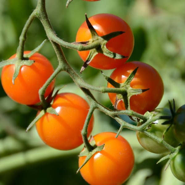 Tomato, California Sungold