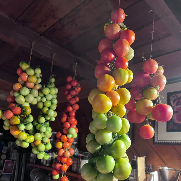 Tomato, Annarita