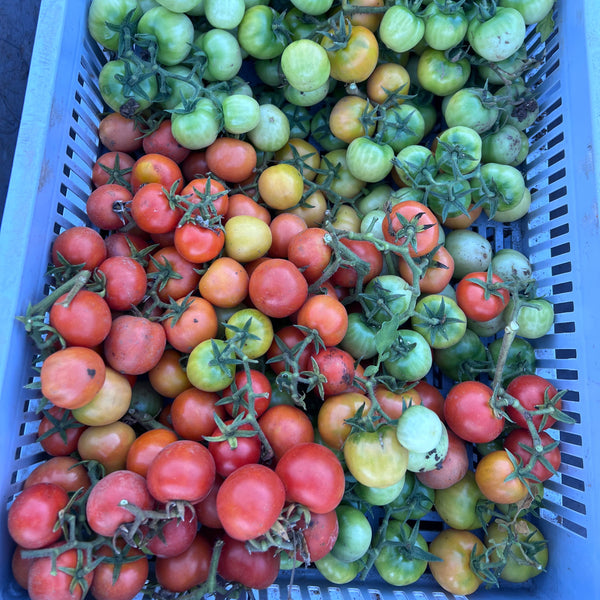 Tomato, Annarita