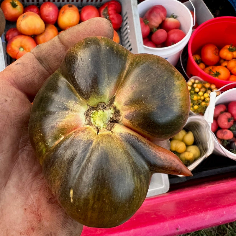Tomato, Blood Moon Siskiyou Seeds
