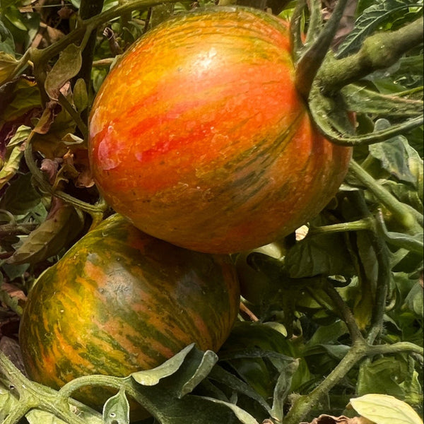 Tomato, Dragon's Eye