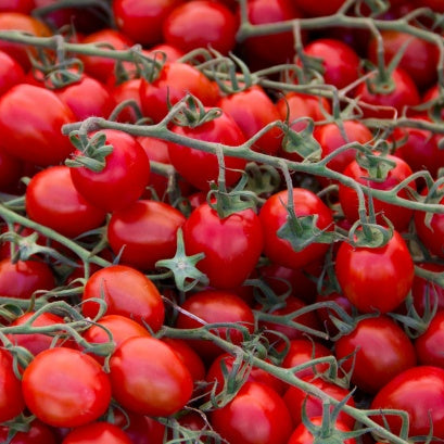 Tomato, Jojo Cherry