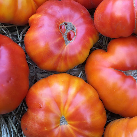 Tomato, Marvel Striped