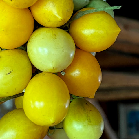 Tomato, Pienollo Giallo