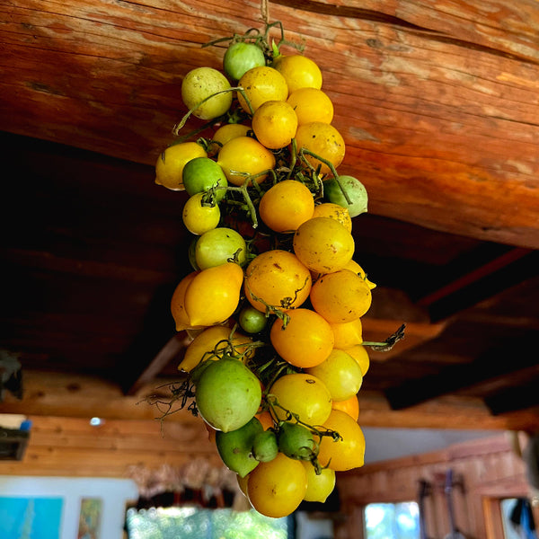 Cluster of yellow and green tomatoes hanging from a wooden beam indoors.