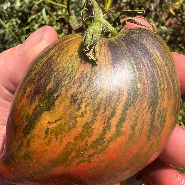 Hand holding a striped tomato with 'Rebel Starfighter' tomato