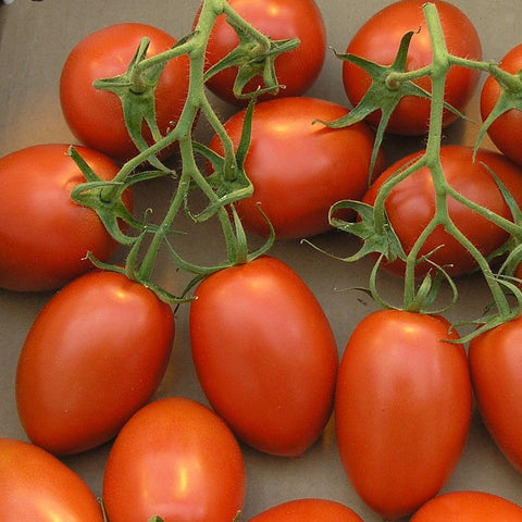 Tomato, Ropreco Paste