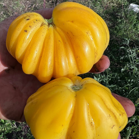 Tomato, Tlacolula Gold