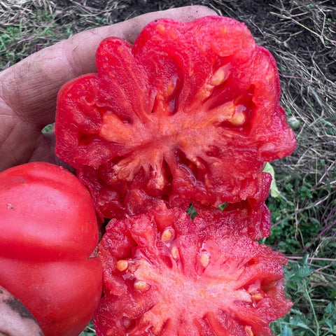 Tomato, Tlacolula Pink