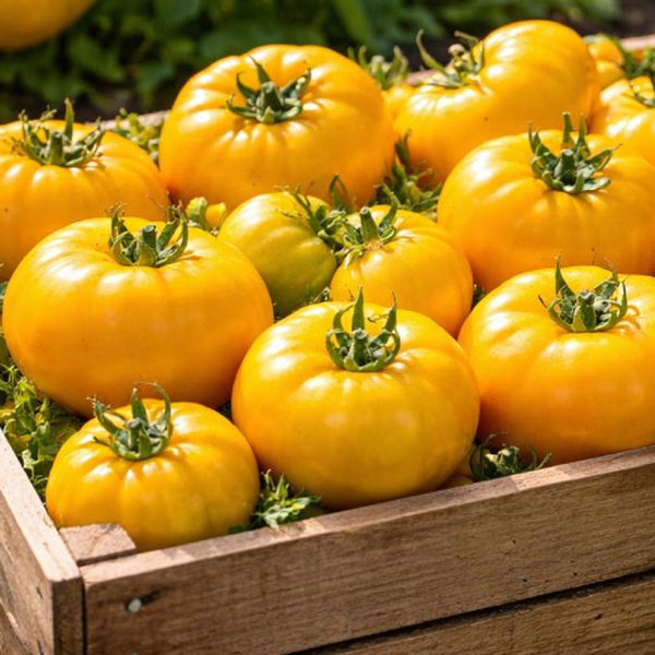 Tomato, Yellow Brandywine