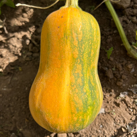 Winter Squash, Honeynut