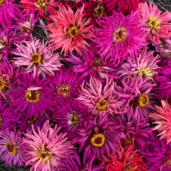 Close-up of pink and purple flowers with yellow centers.