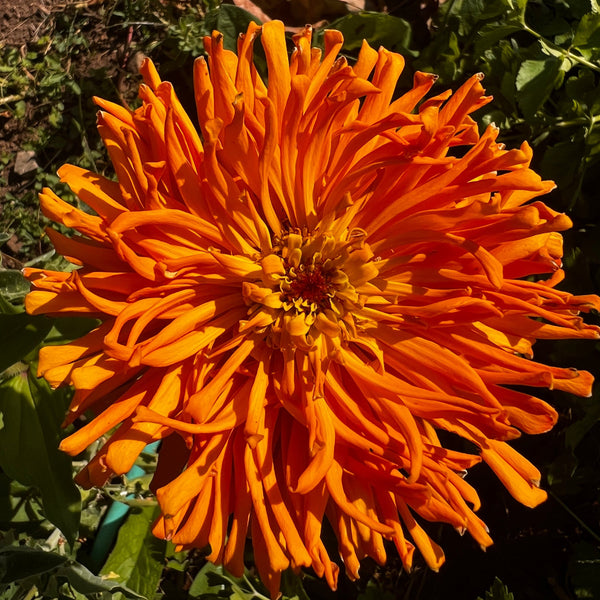 Siskiyou Seeds Originals