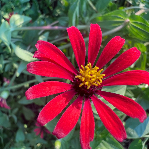 Zinnia, Red Spider