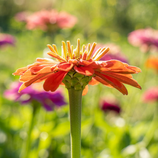 Zinnia, Salmon Rose