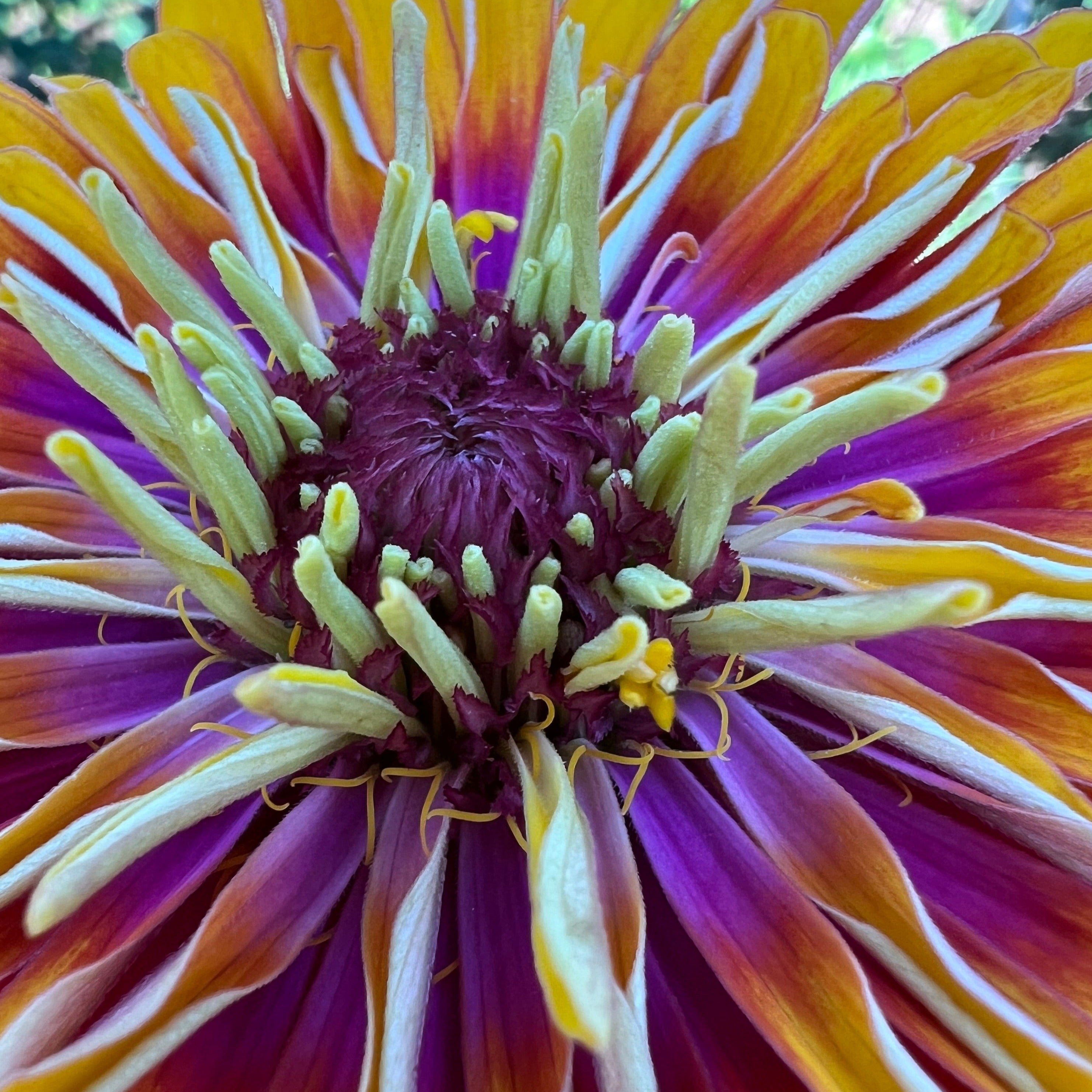 plant species z seed Zinnia, Dreamin' Remix