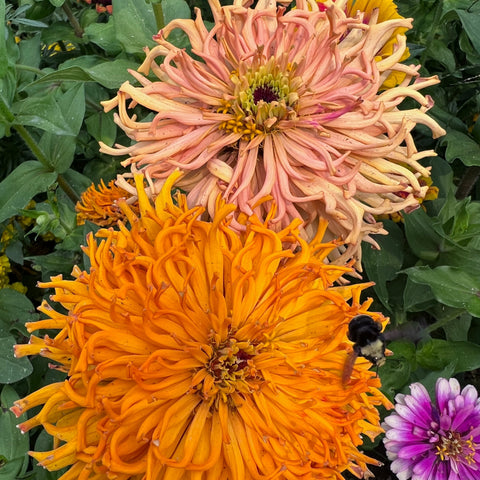 Zinnia, Tidepool Mix