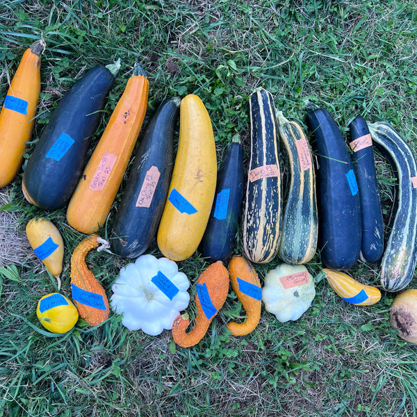 Zucchini, Compost Creature Mix